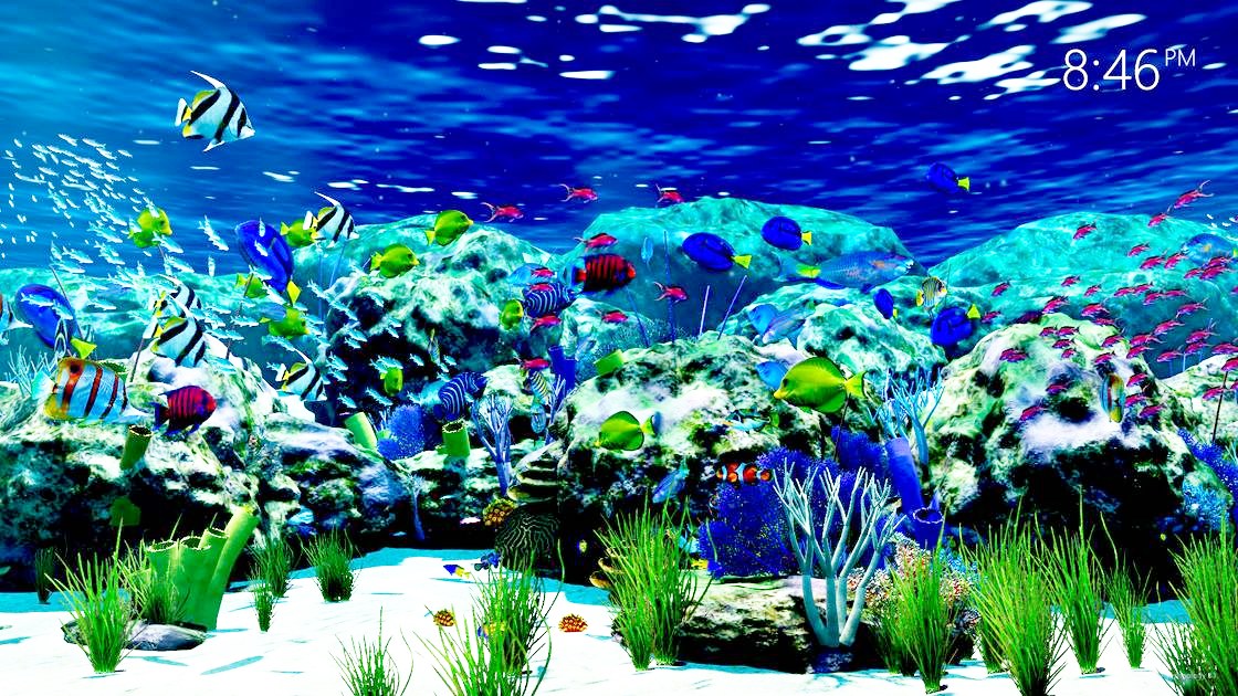The aquarium with a small clock in the top corner