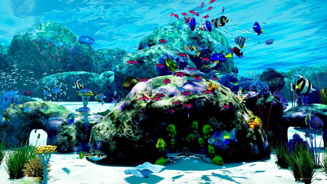 Fish gathering at the surface around falling food
