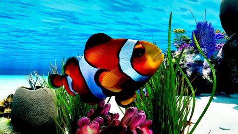 A clownfish by its anemone