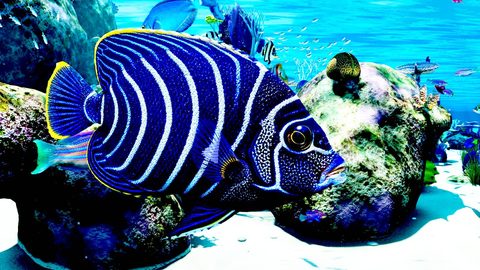 An emperor angelfish