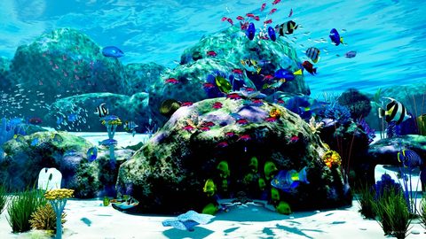 Fish coming up for food