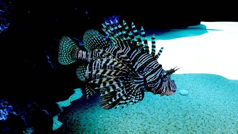 A lionfish in the shade of a rock