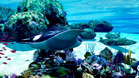 A manta ray over the reef