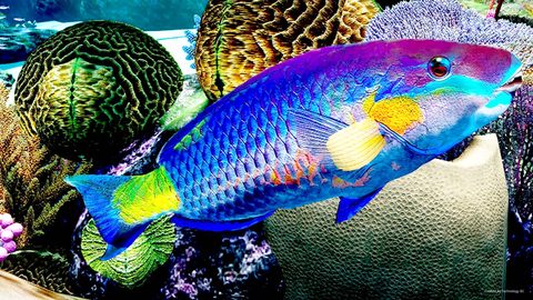 A parrotfish up close