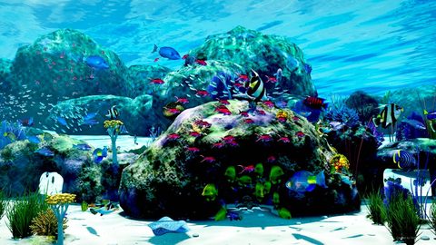 The reef at midday