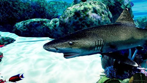 The shark's teeth