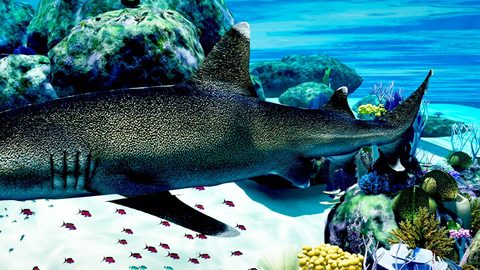 The shark passing close