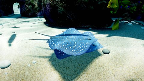 A blue-spotted stingray