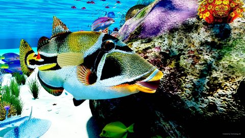 A triggerfish