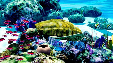 The rebuilt sea turtle
