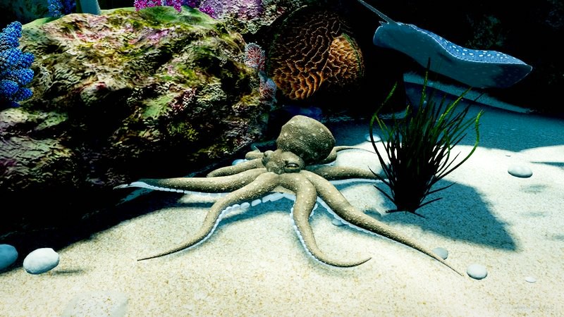 Octopus Boy close up beside a rock